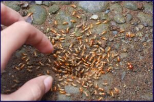 Termite problem